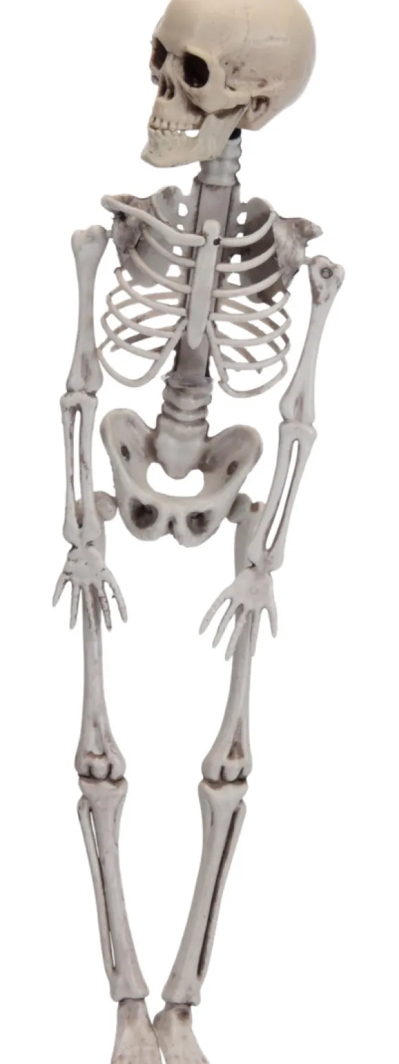 Skelet 42 cm
